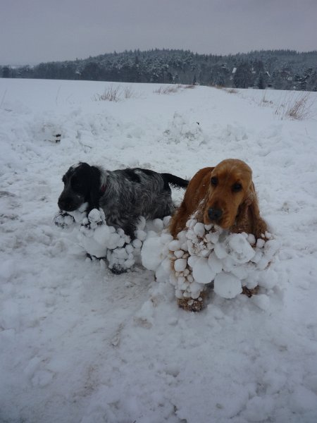 holky20,1,2009 004.jpg